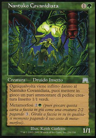 Nantuko covanidiata  ASSALTO 250